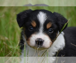 Miniature Australian Shepherd Puppy for sale in PALM COAST, FL, USA