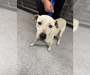 Labrador Retriever-Unknown Mix Dogs for adoption in Houston, TX, USA