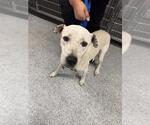 Small Labrador Retriever Mix
