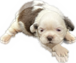 Puppy 1 Shih Tzu