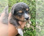Small #7 Australian Shepherd