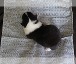 Small #17 Pembroke Welsh Corgi