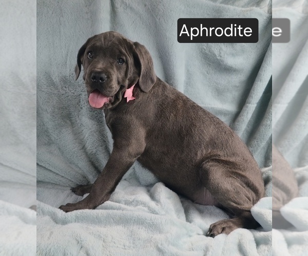 Medium Photo #11 Cane Corso Puppy For Sale in MINERAL WELLS, WV, USA