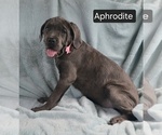 Small #10 Cane Corso