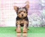 Small #2 Yorkshire Terrier