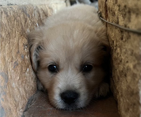Medium Photo #6 Golden Pyrenees Puppy For Sale in KILLEEN, TX, USA
