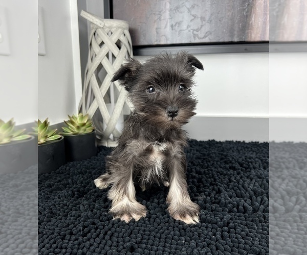 Medium Photo #7 Schnauzer (Miniature) Puppy For Sale in FRANKLIN, IN, USA