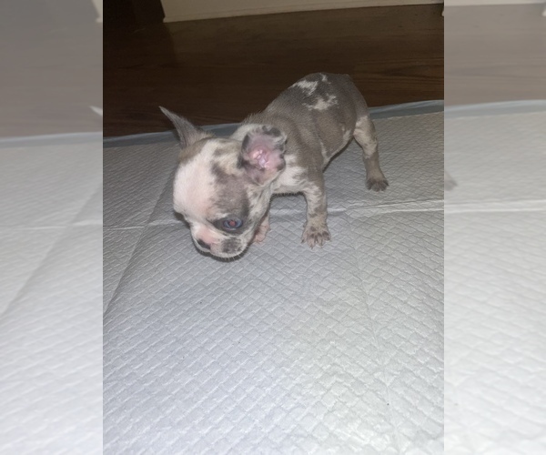 Medium Photo #5 French Bulldog Puppy For Sale in FAYETTEVILLE, NC, USA