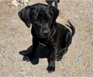 American Bandogge Puppy for Sale in FORT GARLAND, Colorado USA