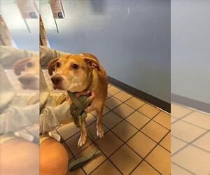 Labrador Retriever-Unknown Mix Dogs for adoption in Burbank, CA, USA