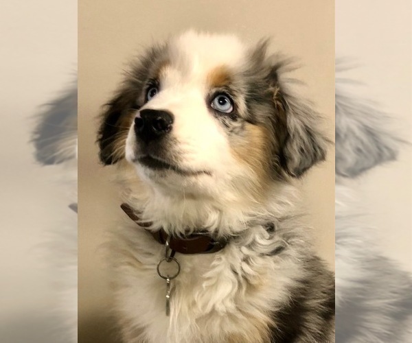 Medium Photo #1 Miniature Australian Shepherd Puppy For Sale in OXFORD, CT, USA