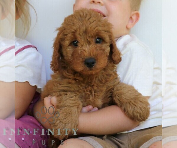 Medium Photo #4 Goldendoodle (Miniature) Puppy For Sale in NARVON, PA, USA