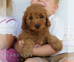 Small #3 Goldendoodle (Miniature)