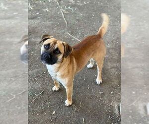 Labrador Retriever-Unknown Mix Dogs for adoption in Riverside, CA, USA