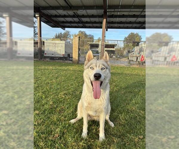 Medium Photo #1 Siberian Husky Puppy For Sale in Riverside, CA, USA