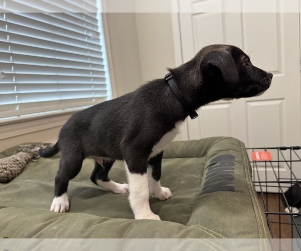 Medium Photo #8 Alaskan Husky-American Staffordshire Terrier Mix Puppy For Sale in SNEADS FERRY, NC, USA