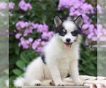 Small #2 Pomsky