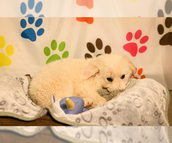 Medium Photo #6 Great Pyrenees-Unknown Mix Puppy For Sale in Brooklyn Center, MN, USA