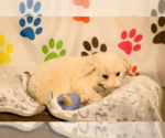 Small #5 Great Pyrenees Mix