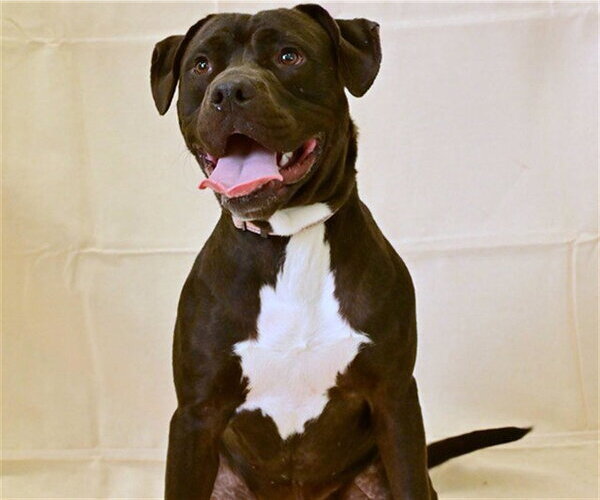 Medium Photo #2 American Pit Bull Terrier-Labrador Retriever Mix Puppy For Sale in Ocala, FL, USA