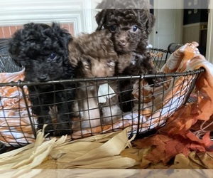 Maltipoo Puppy for Sale in RIVERSIDE, California USA