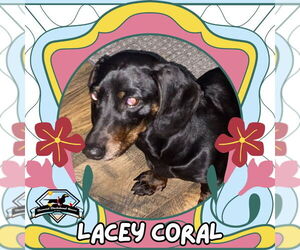 Dachshund Dogs for adoption in San Antonio, TX, USA