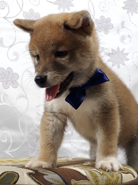View Ad: Shiba Inu Puppy for Sale, Washington, SEATTLE, USA