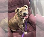 Small #1 American Pit Bull Terrier-American Staffordshire Terrier Mix