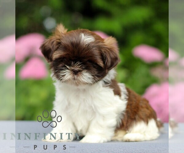 Medium Photo #4 Shih Tzu Puppy For Sale in GORDONVILLE, PA, USA