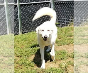 Opal - Female Great Pyrenees-Unknown Mix Dog for Adoption - Photo #4