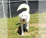 Small #3 Great Pyrenees Mix