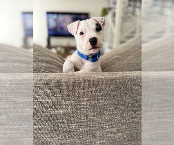 Medium Photo #9 American Staffordshire Terrier-Staffordshire Bull Terrier Mix Puppy For Sale in Brewster, NY, USA