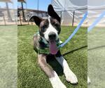 Small American Pit Bull Terrier