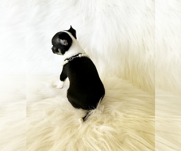 Medium Photo #8 Chihuahua Puppy For Sale in SACRAMENTO, CA, USA