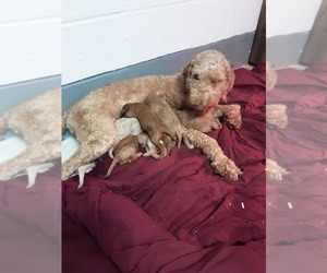 Mother of the Poodle (Standard) puppies born on 02/03/2023