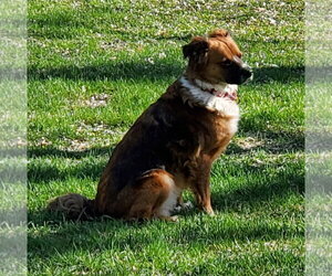 English Shepherd-Unknown Mix Dogs for adoption in Brooklyn Center, MN, USA