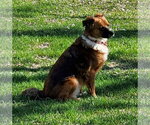 Small English Shepherd Mix