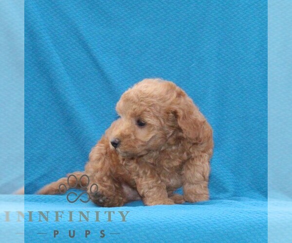 Medium Photo #3 Goldendoodle (Miniature) Puppy For Sale in AIRVILLE, PA, USA
