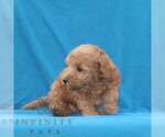 Small #2 Goldendoodle (Miniature)
