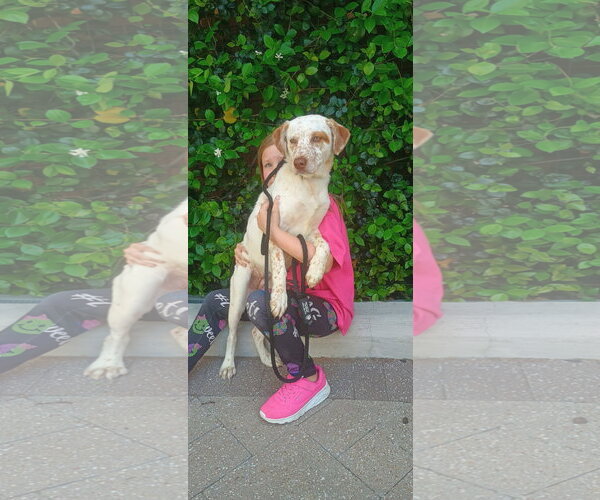 Medium Photo #3 Labrador Retriever-Unknown Mix Puppy For Sale in The Woodlands, TX, USA