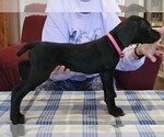 Small Photo #4 German Shorthaired Pointer Puppy For Sale in MCKINNEY, TX, USA