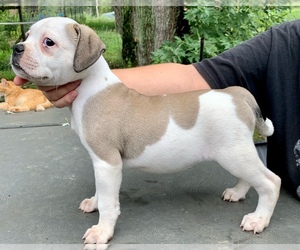 Alapaha Blue Blood Bulldog Puppy for Sale in RUFFS DALE, Pennsylvania USA