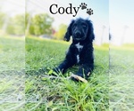 Small #11 Labradoodle-Poodle (Standard) Mix