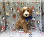 Small #8 Cavapoo