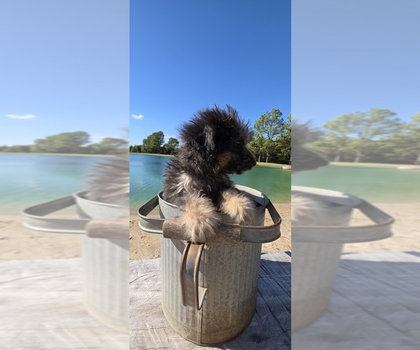 Medium Photo #22 Aussiedoodle Toy Puppy For Sale in JONES, OK, USA