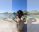 Pup Pup - Male Aussiedoodle Toy Puppy for Sale - Photo #22