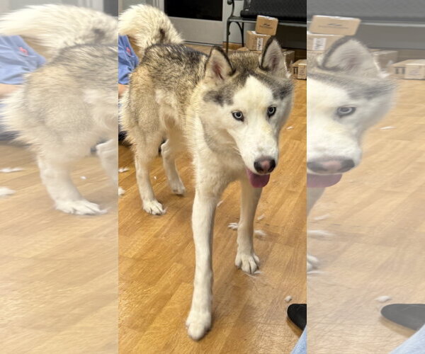 Medium Photo #3 Siberian Husky Puppy For Sale in Mount Airy, NC, USA