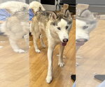 Small #2 Siberian Husky