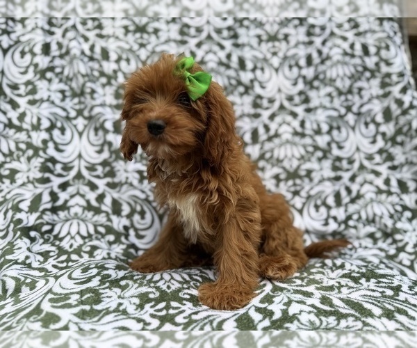 Medium Photo #3 Cavapoo (Miniature) Puppy For Sale in LAKELAND, FL, USA
