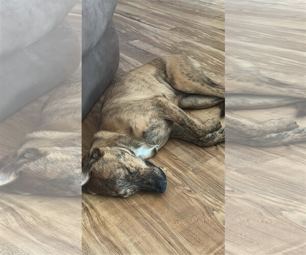 Medium Photo #4 - Mix Puppy For Sale in Brooksville, FL, USA